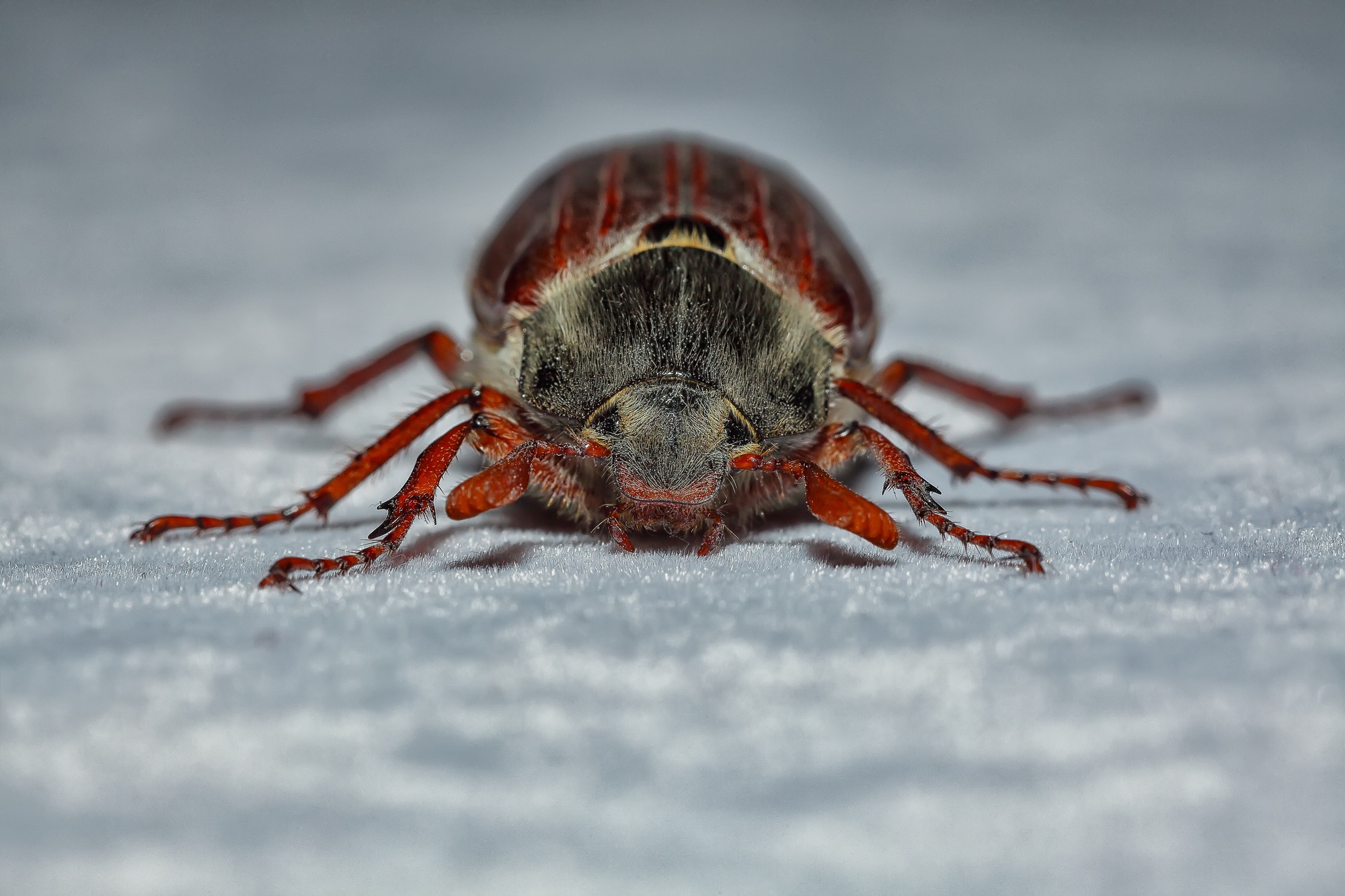 Amazing view of cockchafer beetle.